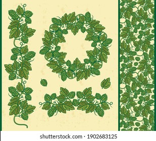 Hop plant in color, hop on a branch with leaves. Humulus lupulus illustration for packing, pattern, beer illustration.