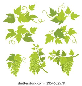 Hop plant decorative elements. Hop green leaves and cones. Lupulus humulus. Vector flat Illustration for brewing bar beer shop advertising. Isolated transparent background template.