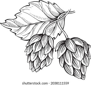hop plant, a drawn vector image for the logo and label without a background