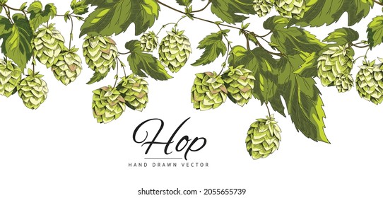 Hop plant green leafs and cones, sketch style vector banner. Vector header illustration of beer plant.