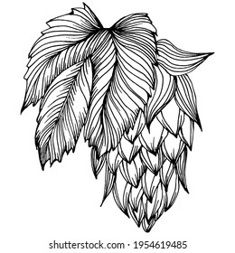 Hop plant hand drawing vintage clip art. Humulus logo or tattoo highly detailed in line art style concept. Black and white isolated. Antique vintage engraving illustration for emblem