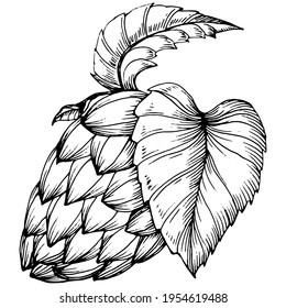 Hop plant hand drawing vintage clip art. Humulus logo or tattoo highly detailed in line art style concept. Black and white isolated. Antique vintage engraving illustration for emblem