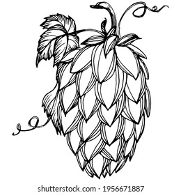 Hop plant hand drawing vintage clip art. Humulus logo or tattoo highly detailed in line art style concept. Black and white isolated. Antique vintage engraving illustration for emblem