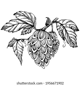 Hop plant hand drawing vintage clip art. Humulus logo or tattoo highly detailed in line art style concept. Black and white isolated. Antique vintage engraving illustration for emblem