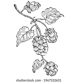 Hop plant hand drawing vintage clip art. Humulus logo or tattoo highly detailed in line art style concept. Black and white isolated. Antique vintage engraving illustration for emblem
