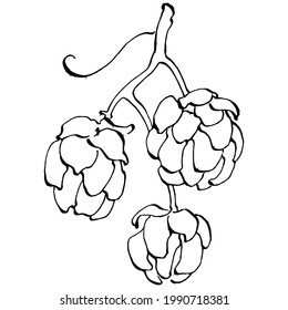 Hop plant hand drawing vintage clip art. Humulus logo or tattoo highly detailed in line art style concept. Black and white isolated. Antique vintage engraving illustration for emblem