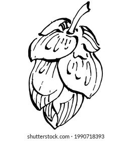 Hop plant hand drawing vintage clip art. Humulus logo or tattoo highly detailed in line art style concept. Black and white isolated. Antique vintage engraving illustration for emblem