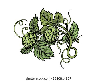 Hop plant hand drawn. Branch of hops engraving style. Design element for beer label. vector color illustration