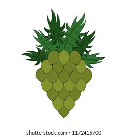 Hop plant isolated