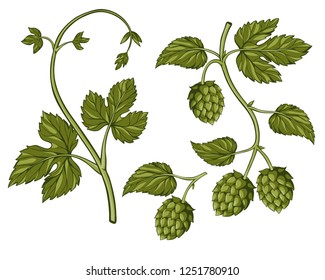 Hop plant isolated on white. Hop on a branch with leaves, hand drawn, colored illustration. Hops set. Beer hop