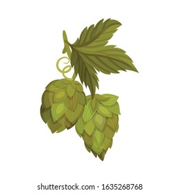 Hop Plant with Leaves and Cones Isolated on White Background