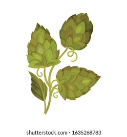 Hop Plant with Leaves and Cones Isolated on White Background