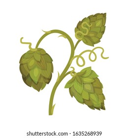 Hop Plant with Leaves and Cones Isolated on White Background Vector Element