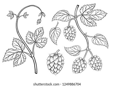 Hop plant, hop on a branch with leaves, hand drawn sketch style. Hops set. Beer hop