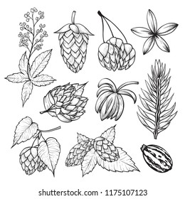 Hop plant sketch. Fowers seed cones or strobiles of the hop plant drawn in black pencil. Vector illustration on white background