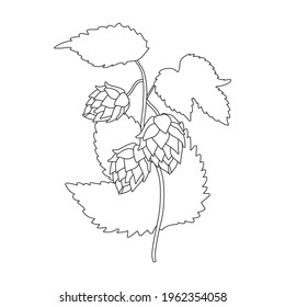 Hop plant vector outline icon. Vector illustration humulus flower on white background. Isolated outline illustration icon of hop plant.