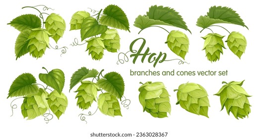 Hop plants, cones and leaves, hops branches set. Cartoon realistic and detailed drawings. Natural malt ingredients for brewery or cosmetics production. Isolated vector illustration