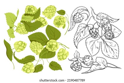 Hop plants set for craft beer production vector illustration. Cartoon isolated green Humulus lupulus herb with branches with cones and leaves, vintage hand drawn sketch with hop harvest from field