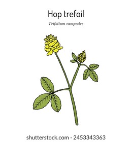 Hop trefoil or field clover (Trifolium campestre), forage plant. Hand drawn botanical vector illustration