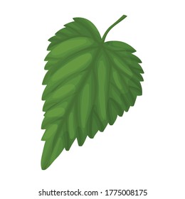 Hop vector cartoon icon. Isolated cartoon illustration icon humulus. Vector illustration hop on white background.