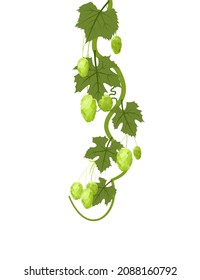 Hop. A vertically branch with dense leaves and cones. Sagging shoots with leaves. Wild nature. Flat style illustration. Medicinal plant. Vector