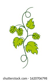 Hop vine. Clipart image isolated on white background