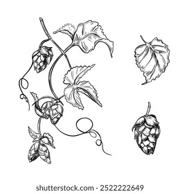 Vid de lúpulo, cono de humulus Ilustración vectorial gráfica blanca negra aislada. Hojas de rama de conos de lúpulo monocromo pintado en línea boceto botánico de arte para la etiqueta de cerveza de diseño, empaquetado de hierbas, Oktoberfest.