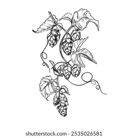 Hop vine, humulus cone black white graphic vector illustration isolated. Hop cones branch leaves painted engraving in botanical sketch for design beer label, herbal packaging, Oktoberfest. Hops liana.