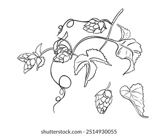 Vid de lúpulo, planta de humulus Ilustración vectorial de silueta blanca negra aislada. Conos de lúpulo en el contorno de las hojas de la rama dibujado a mano en boceto botánico para la etiqueta de la cerveza del diseño, empaquetado herbal, Oktoberfest.