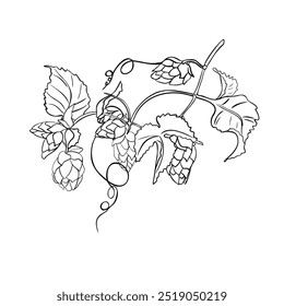 Vid de lúpulo, planta de humulus Ilustración vectorial lineal blanco negro aislado. Conos de lúpulo en rama, zarcillo contorno monocromo dibujado a mano en boceto botánico para etiqueta de cerveza, embalaje de hierbas, Oktoberfest