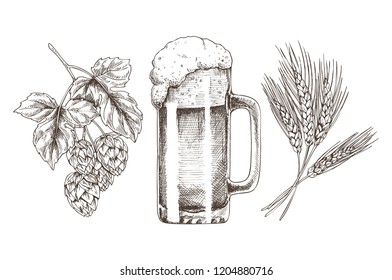 Hop wheat and frothy beer in glossy glass goblet vector illustration, graphic image made by pencil, foamy drink in glassware and raw for producing