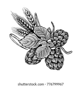 Hop and wheat illustration in engraving style. Design element for beer label, poster, emblem. Vector illustration