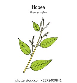 Hopea parviflora timber tree and medicinal plant. Hand drawn botanical vector illustration