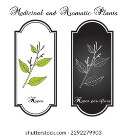 Hopea parviflora timber tree and medicinal plant. Hand drawn botanical vector illustration