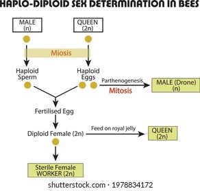 Hoplo-Diploid Sex Determination In Bees And Parthenogenesis