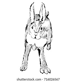 Hopping Wild Rabbit 