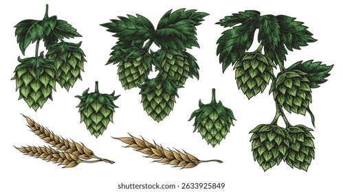 Hops and barley are illustrated showcasing essential ingredients for brewing craft beer. The distinct shapes and textures highlight their role in creating rich flavors.