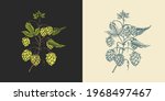 Hops and Barley. Malt Beer. Engraved vintage set. Hand drawn collection. Sketch for web or pub menu. Design elements isolated on white background.