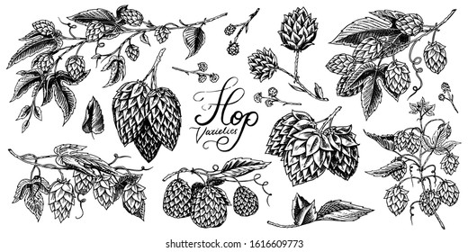 Hops and Barley. Malt Beer. Engraved vintage set. Hand drawn collection. Sketch for web or pub menu. Design elements isolated on white background.