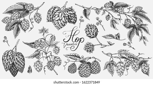 Hops and Barley. Malt Beer. Engraved vintage set. Hand drawn collection. Sketch for web or pub menu. Design elements isolated on white background.