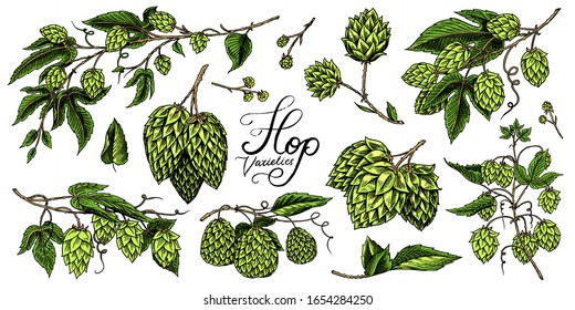 Hops and Barley. Malt Beer. Engraved vintage set. Hand drawn collection. Sketch for web or pub menu. Design elements isolated on white background.