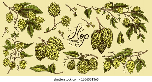 Hops and Barley. Malt Beer. Engraved vintage set. Hand drawn collection. Sketch for web or pub menu. Design elements isolated on white background.