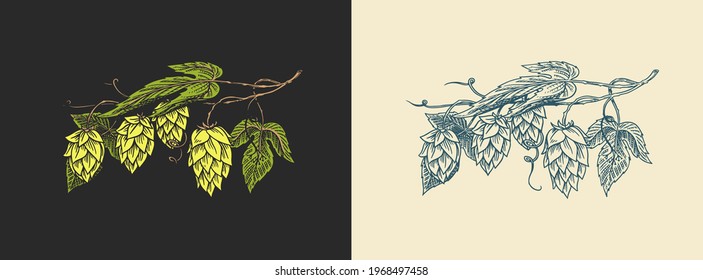 Hops and Barley. Malt Beer. Engraved vintage set. Hand drawn collection. Sketch for web or pub menu. Design elements isolated on white background.