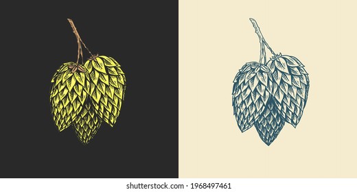 Hops and Barley. Malt Beer. Engraved vintage set. Hand drawn collection. Sketch for web or pub menu. Design elements isolated on white background.