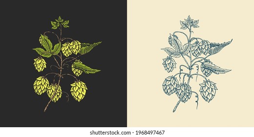 Hops and Barley. Malt Beer. Engraved vintage set. Hand drawn collection. Sketch for web or pub menu. Design elements isolated on white background.