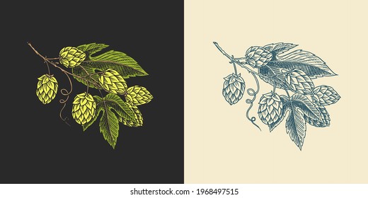 Hops and Barley. Malt Beer. Engraved vintage set. Hand drawn collection. Sketch for web or pub menu. Design elements isolated on white background.