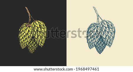 Hops and Barley. Malt Beer. Engraved vintage set. Hand drawn collection. Sketch for web or pub menu. Design elements isolated on white background.