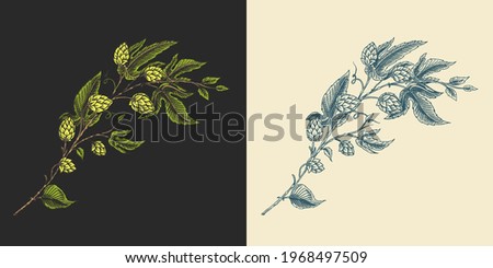 Hops and Barley. Malt Beer. Engraved vintage set. Hand drawn collection. Sketch for web or pub menu. Design elements isolated on white background.