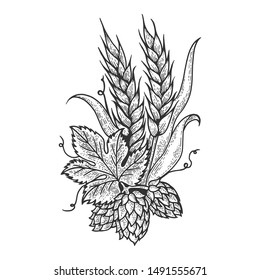 Hops And Barley Plant Engraving Sketch Vector Illustration. Scratch Board Style Imitation. Black And White Hand Drawn Image.