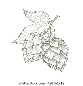 Hops Beer Vector Illustration